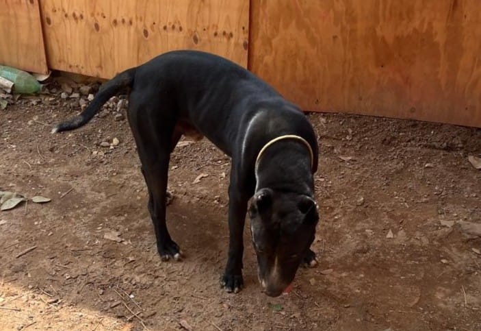 Idoso é atacado por pitbull de vizinho ao sair de casa e fica gravemente ferido