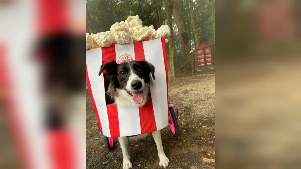 Vestida de carrinho de pipoca, cachorra com paralisia ganha ‘cãocurso’ de fantasias em creche de SC; VÍDEO