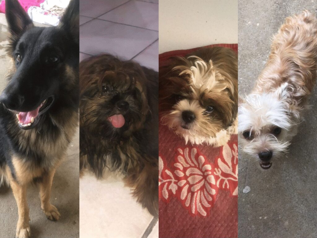 Quatro cães morrem no mesmo dia após ataque de abelhas: ‘Tem dias que amanhecemos chorando’, diz tutora