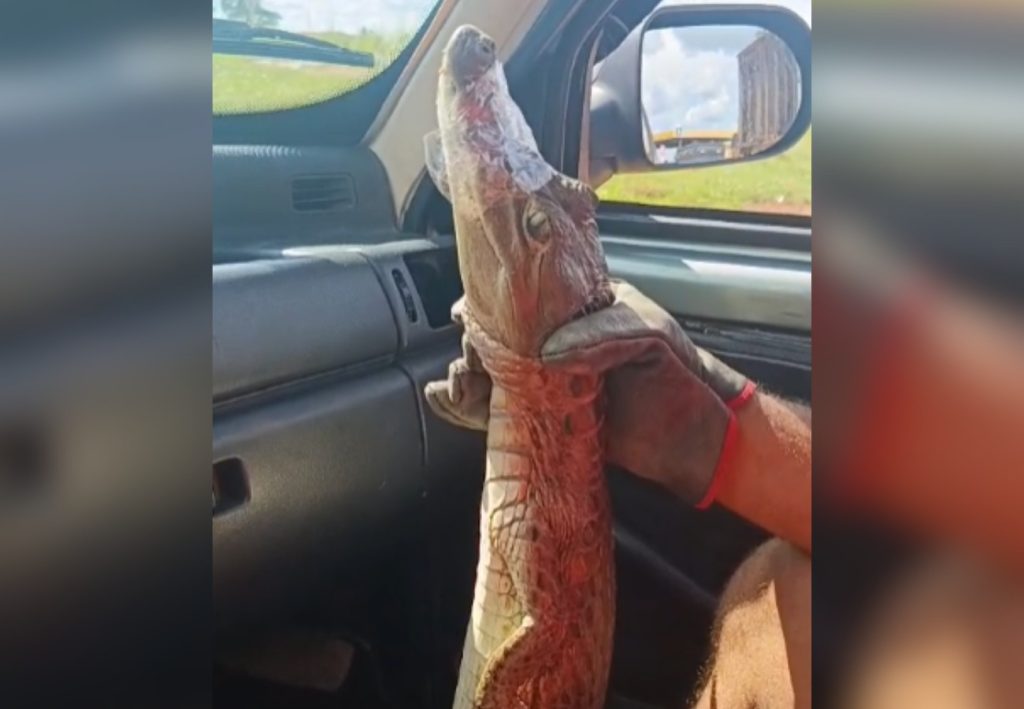 Filhote de jacaré é encontrado dentro de escola no Tocantins; VÍDEO