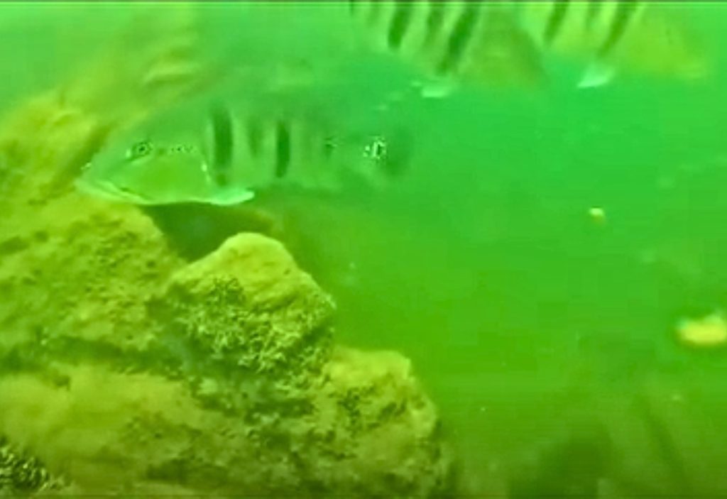 Mergulhador mostra vida, peixes e paisagens escondidas no fundo do Lago de Palmas; VÍDEO