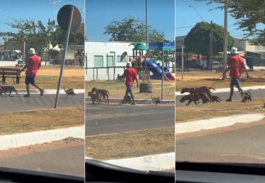 Galinha-d’angola acompanha cachorros durante passeio e cena inusitada chama atenção; VÍDEO