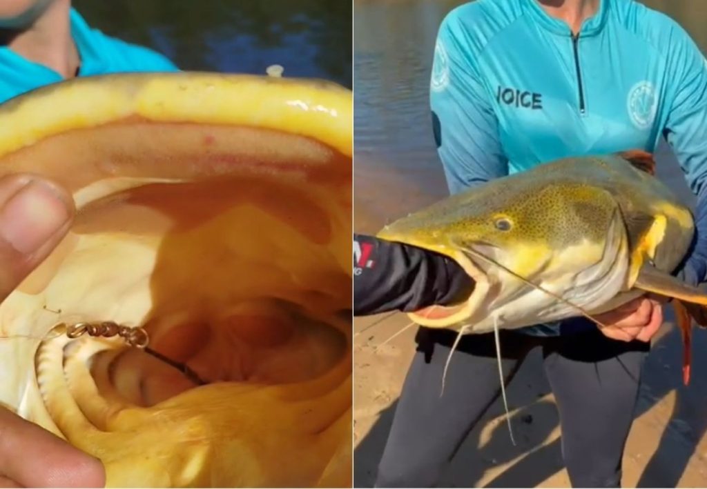 Guia coloca mão no estômago de pirarara para retirar anzol e salvar peixe no TO: ‘Tinha engolido’, afirma