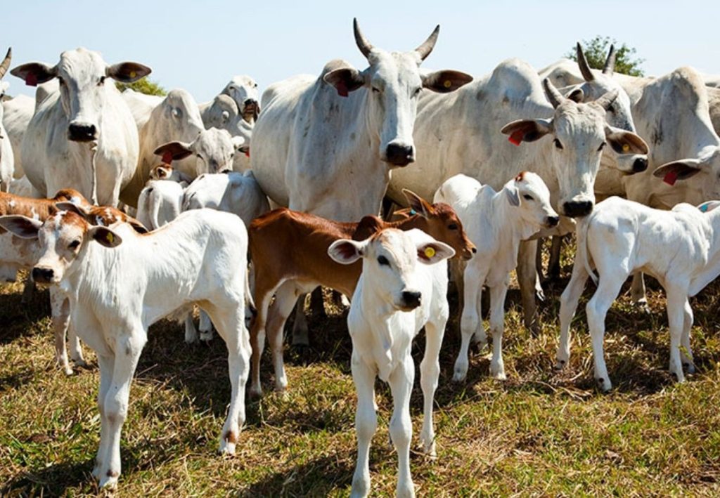 Com rebanho de 11,6 milhões, Tocantins tem quase oito cabeças de gado por pessoa