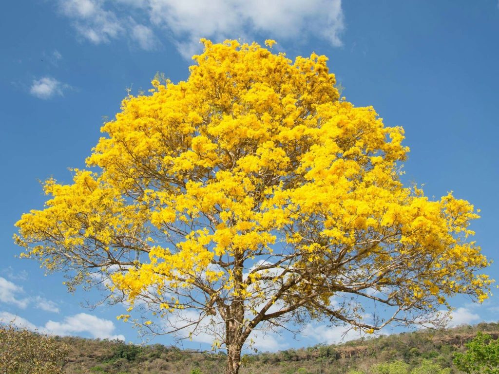 Cerrado do Tocantins floresce em meio à seca e transforma paisagem de Palmas; entenda